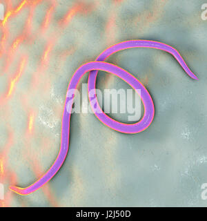 Threadworm, computer illustration. Threadworms are nematode worms that parasitize the large intestine and caecum of many animals. In humans they cause the common infection enterobiasis. Nematodes are unsegmented worms that may be parasitic or free-living Stock Photo