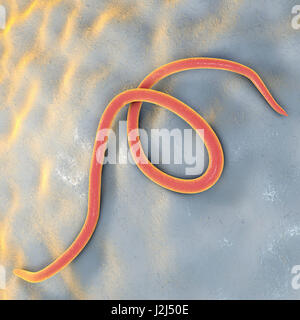 Threadworm, computer illustration. Threadworms are nematode worms that parasitize the large intestine and caecum of many animals. In humans they cause the common infection enterobiasis. Nematodes are unsegmented worms that may be parasitic or free-living Stock Photo