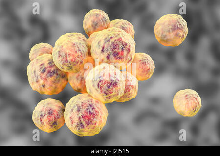 MRSA bacteria. Computer artwork of methicillin-resistant Staphylococcus aureus (MRSA) bacteria. Stock Photo