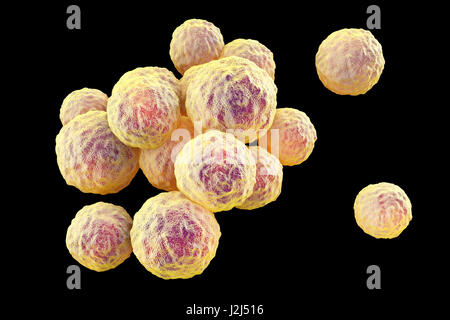 MRSA bacteria. Computer artwork of methicillin-resistant Staphylococcus aureus (MRSA) bacteria. Stock Photo