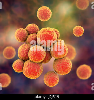 MRSA bacteria. Computer artwork of methicillin-resistant Staphylococcus aureus (MRSA) bacteria. Stock Photo