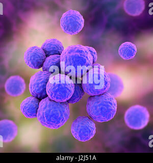 MRSA bacteria. Computer artwork of methicillin-resistant Staphylococcus aureus (MRSA) bacteria. Stock Photo