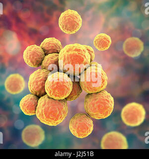 MRSA bacteria. Computer artwork of methicillin-resistant Staphylococcus aureus (MRSA) bacteria. Stock Photo