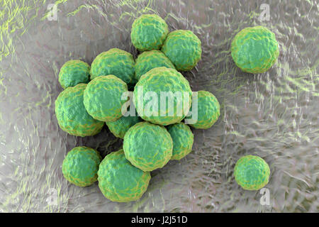 MRSA Bacteria. Computer Artwork Of Methicillin-resistant Staphylococcus ...