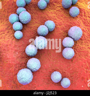 Streptococcus mutans bacteria, computer illustration. These are Gram-positive, non-motile, spherical bacteria (cocci) which typically form chains of cells (as seen here). Streptococcus mutans is found in the mouth cavity. It is one of the principal bacter Stock Photo