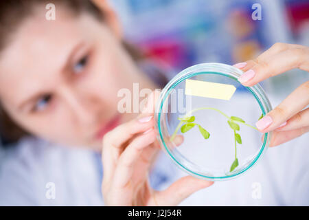 Female scientist examining plant in a petri dish, close up. Stock Photo