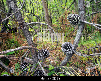 Pinewood detail with pine cones. Stock Photo