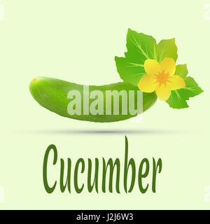 Green vegetable cucumber with leaves and yellow flowers Stock Vector