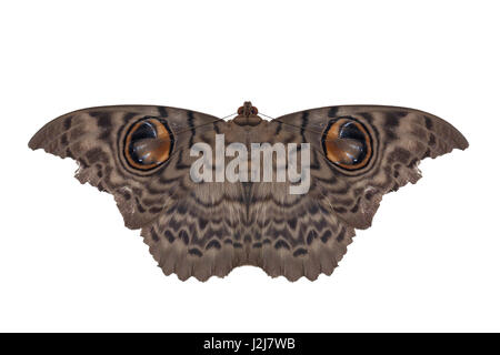 Moth butterfly, giant silk moth butterfly on white background Stock Photo