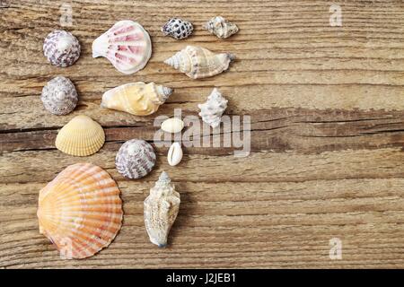 Seashells on a wooden background. Copy space Stock Photo