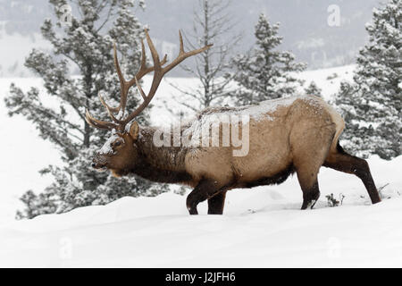 Elk / Wapiti ( Cervus canadensis ), bull in winter, walking through deep snow along the edge of a forest, covered with snow, Yellowstone NP, Wyoming,U Stock Photo