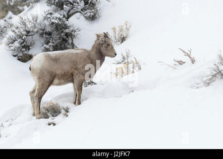 Rocky Mountain Bighorn Sheep / Dickhornschaf ( Ovis canadensis ) in winter, yearling, standing snow covered slope of mountainside, Yellowstone NP, USA Stock Photo