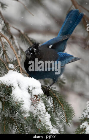 Steller's jay / Diademhaeher ( Cyanocitta stelleri ) in winter during snowfall, perched in a conifer tree, showing its beautiful tail feathers, Wyomin Stock Photo
