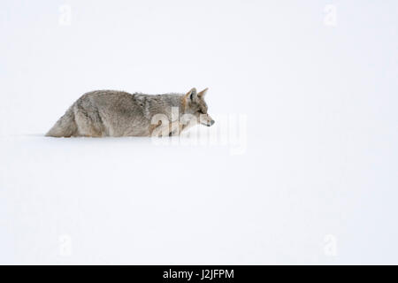 Coyote / Kojote ( Canis latrans ), in winter, sneaking through deep virgin snow, hunting, Yellowstone NP, USA. Stock Photo