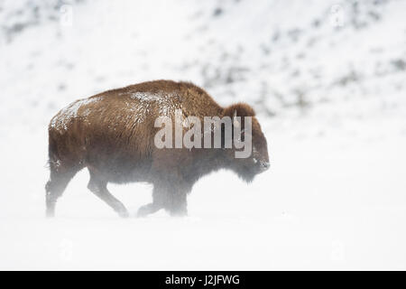 American Bison / Amerikanischer Bison ( Bison bison ) in harsh winter weather conditions, walking through blowing snow over plains of Yellowstone NP,  Stock Photo