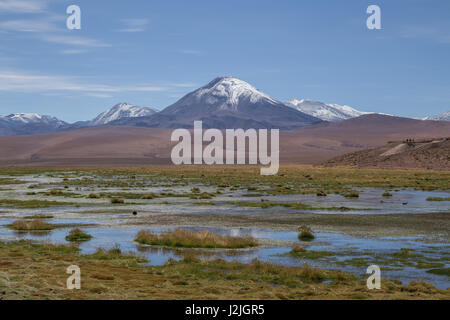 Vicuna (Vicugna vicugna) grazing on the altiplano north of San Pedro de Atacama near the Putana river in northern Chile, South America Stock Photo