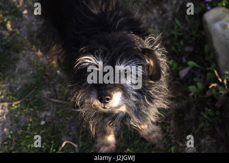 Domestic Black Dog in the Garden Stock Photo