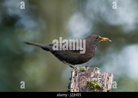 A female Blackbird (Turdus merula) with a beak full of mealworms for young, Hastings, East Sussex, UK Stock Photo