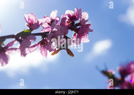 Bumblebee on peach Flowers Stock Photo