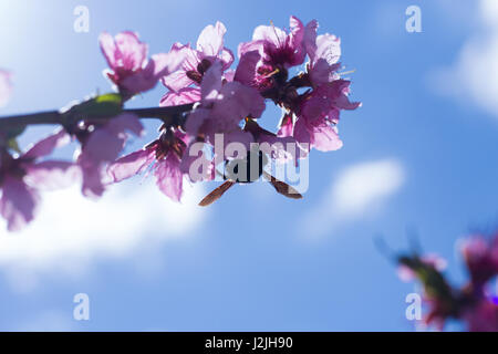 Bumblebee on peach Flowers Stock Photo