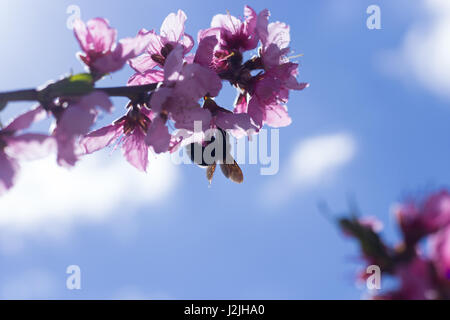 Bumblebee on peach Flowers Stock Photo