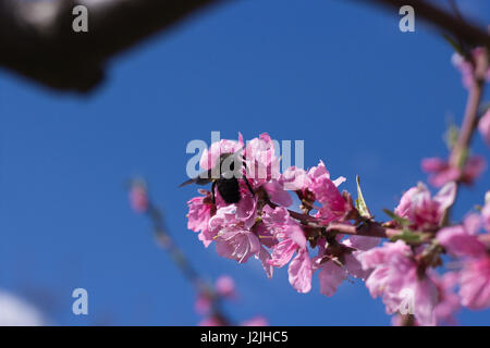 Bumblebee on peach Flowers Stock Photo