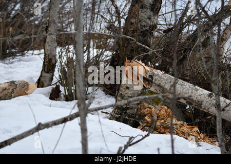 Birch tree cut down on the snow by beaver, picture from the North of Sweden. Stock Photo