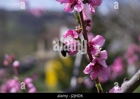 Bumblebee on peach Flowers Stock Photo