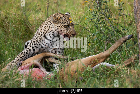 Leopard with his prey. National Park. Kenya. Tanzania. Maasai Mara. Serengeti. Stock Photo