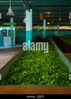 Production of processing tea leaves. Sri Lanka Stock Photo - Alamy