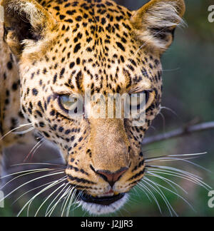 Portrait of Leopard. Close-up. National Park. Kenya. Tanzania. Maasai Mara. Serengeti. Stock Photo