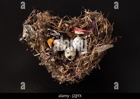 Quail eggs in a nest on a black background. Three eggs in the nest. Stock Photo