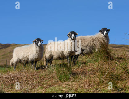 Swaledale ewes on a hillside, Chipping, Lancashire. Stock Photo