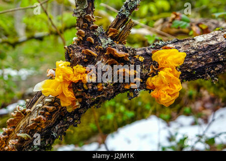 Yellow Brain Fungus growing on tree branch, French Pyrenees Stock Photo