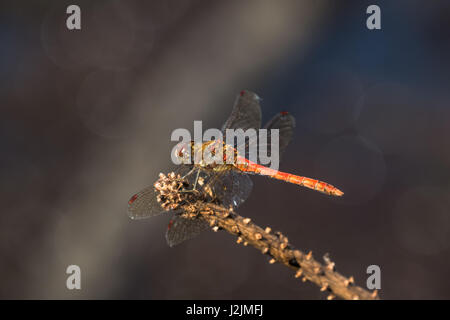 Male Common Darter dragonfly (Sympetrum striolatum) perched on stick Stock Photo