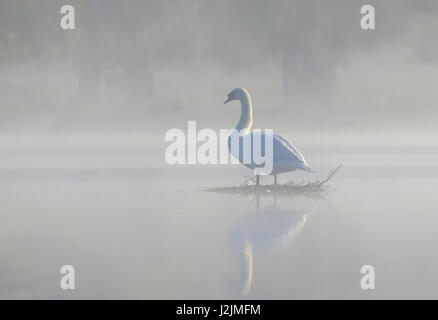 Single Mute Swan (Cygnus olor) on serene calm peaceful mist misty fog foggy pond in early morning Stock Photo
