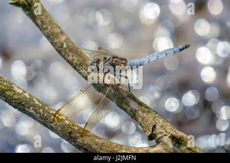 Male Keeled Skimmer (Orthetrum coerulescens) perched on branch