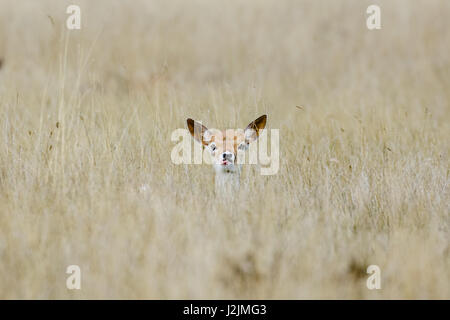 Alert Fallow deer fawn (Dama dama) laying long in the long grass, ears pricked Stock Photo