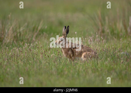 Brown Hare, Lepus capensis Single adult sitting in field Scotland, UK Stock Photo