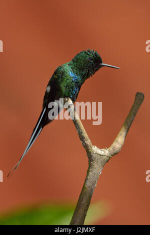 A Green Thorntail Hummingbird in Costa Rica's rain forest Stock Photo