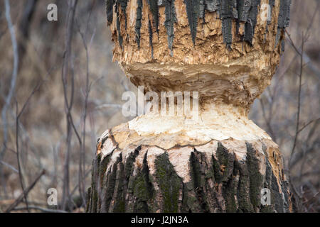 Big Balsam Poplar tree in riparian forest chewed by beaver (Populus balsamifera) Stock Photo