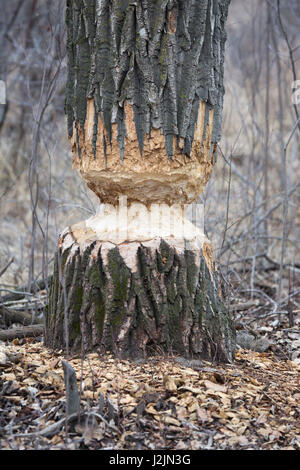 Balsam Poplar tree in riparian forest chewed by beaver (Populus balsamifera) Stock Photo