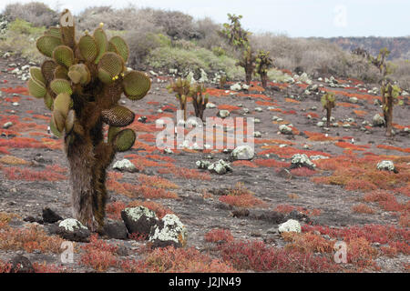 Prickly Pear Cacti (Opuntia galapageia) and red Galapagos Carpet Weed (Sesuvium edmonstonei) on South Plaza island Stock Photo