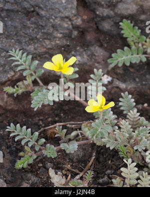 Puncture Vine (Tribulus cistoides) on South Plaza island in the Galapagos Stock Photo