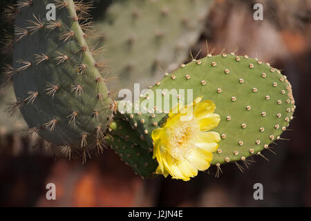 Prickly Pear Cactus flower (Opuntia sp) in the Galapagos Islands