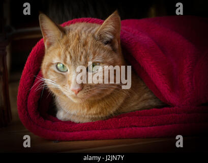 Ginger cat wrapped in a red fleece blanket Stock Photo