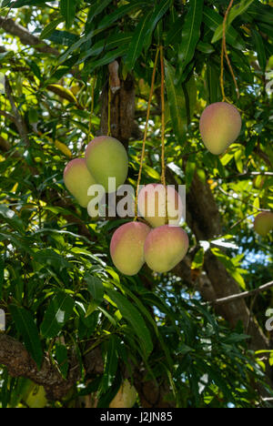 Half a dozen pink mangoes hanging from a tree, Northeast Brazil Stock Photo