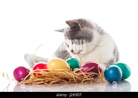 cat and easter eggs on white background.  funny british kitten with Easter egg Stock Photo
