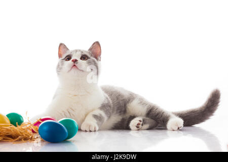 cat and easter eggs on white background.  funny british kitten with Easter egg Stock Photo