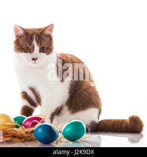 cat and easter eggs on white background.  funny british kitten with Easter egg Stock Photo